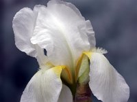 White Iris